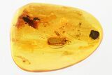 Detailed Fossil Leaf Beetle (Sucinagonia) in Baltic Amber - Rare #335548-1